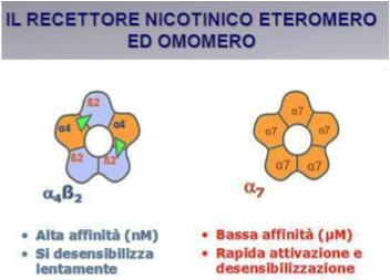 I recettori nach sono ampiamente rappresentati anche sui neuroni dopaminergici localizzati nei circuiti centrali di gratificazione, in quell insieme cioè di aree cerebrali denominate sistema