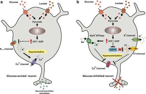 Ipotalamo come sensore del glucosio A livello di alcuni nuclei ipotalamici sono presenti neuroni che reagiscono ai cambiamenti dei livelli di glucosio.