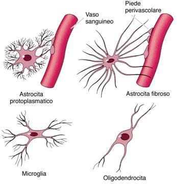 NEUROGLìA DEL SNC ASTROCITI: Fibrosi nella Sostanza Bianca e Protoplasmatici nella Sostanza Grigia del SNC.