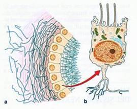 MICROGLìA: piccole cellule che hanno Proprietà FAGOCITARIE simile ai Macrofagi OLIGODENDROCITI: coinvolti nella produzione delle Guaine Mieliniche EPENDIMA