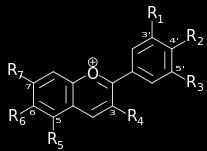 La via sintetica degli antociani diidrokampferolo diidroquercetina diidromiricetina leucocianidina leucodelfinidina