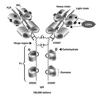 Anticorpo Murino mab Chimerico ximab