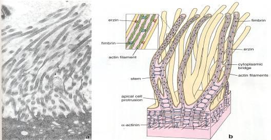 -Apical cytoplasmic protrusions, with intermingling thin and thick regions.