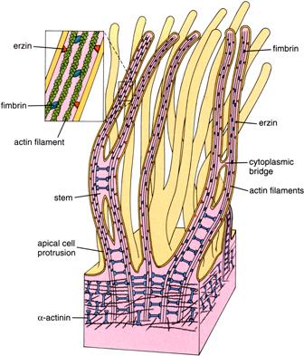 - Actin filament bundles that are cross-linked by fimbrin support them.