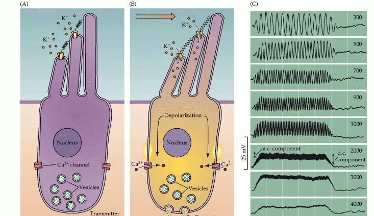 Mechanoelectrical transduction mediated by hair cells.