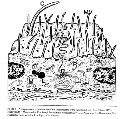 microvilli o stereo cilia!