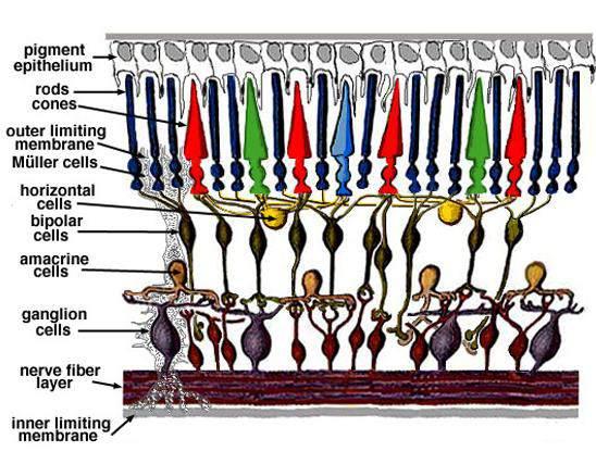 MLI : giunzioni ed estemità fotorec + c.muller Strato granuli esterni: nuclei fotorecettori Strato plessif esterno: Neuriti dei fotorecettori+sinapsi e dendriti c.