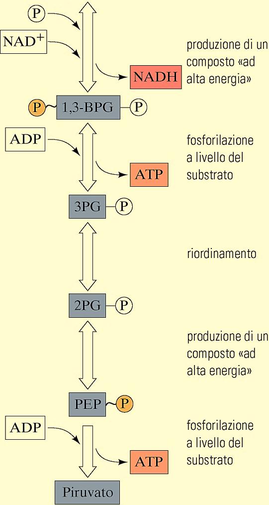 6 KJ/mol Punto di controllo Reazione irreversebile RESA ENERGETICA: 4 molecole di ATP prodotte - 2 consumate nella 1 a