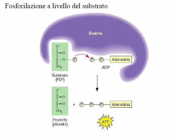 le alte concentrazioni di: ATP, Acetil-CoA,