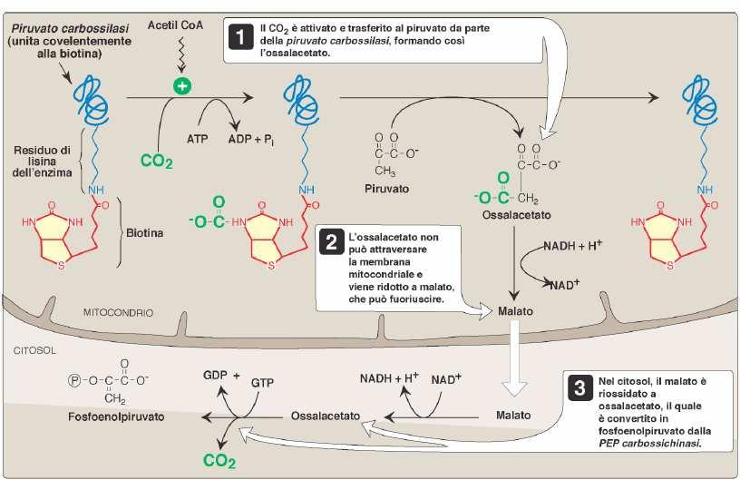 La piruvato carbossilasi agisce nel