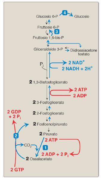 L intervento degli enzimi che separano la gluconeogenesi dalla glicolisi rende anche la via della gluconeogenesi termodinamicamente favorita G