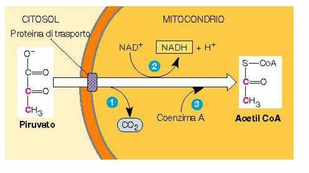 Il ciclo dell acido citrico avviene nel mitocondrio e comincia con l acetil-coa: Il piruvato subisce una decarbossilazione ossidativa ad opera della