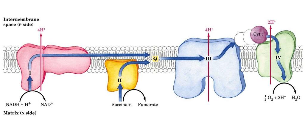 Schema del trasferimento elettronico Spazio intermembrana matrice Complesso I NADH DEIDROGENASI trasferisce elettroni dal NADH al Q Complesso II SUCCINATO DEIDROGENASI trasferisce