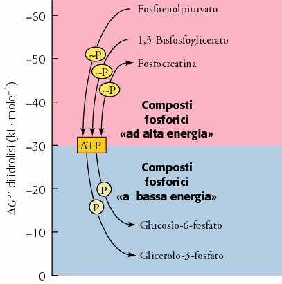 Oltre all ATP ci sono altri composti ad alta energia Esiste una tabella termodinamica dei composti in grado di trasferire i loro gruppi fosforici Si basa sui G di idrolisi = potenziale di