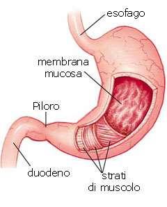 L esofago e lo stomaco L esofago è una struttura tubolare muscolo mucosa che inizia dalla porzione inferiore della faringe (sfintere esofageo superiore - UES) e termina con lo stomaco (sfintere