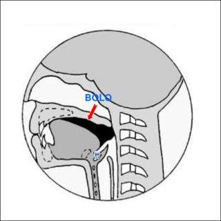 Fase 3: fase orale 1. Chiusura dello sfintere palatoglosso, (abbassa il velo e alza la base della lingua). 2.