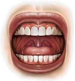 Il cavo orale Il cavo orale è composto da: 1.Labbra, 2.