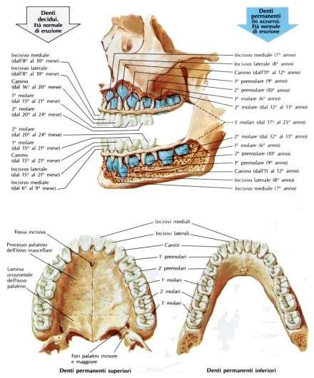Denti Le arcate dentarie sono costituite da 32 denti nell