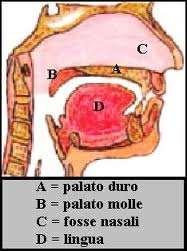 Palato E una struttura di divisione tra cavo orale e