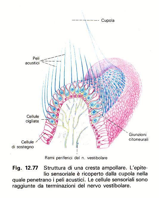 Le cellule sensoriali della cresta ampollare sono dotate di peli