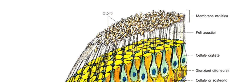 Le cellule sensoriali della macula sono dotate