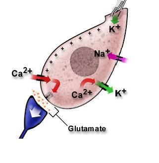 Il potenziale di recettore: Provoca l apertura dei canali del Ca 2+ presinaptici e il rilascio di glutamato al terminale afferente