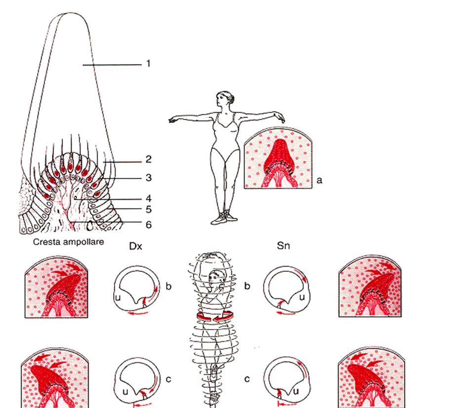 Le cellule sensoriali delle