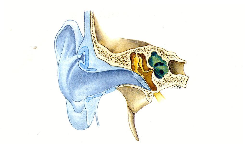 L apparato vestibolare è la parte più antica dell orecchio interno, che condividiamo con i nostri predecessori (a partire dai pesci)