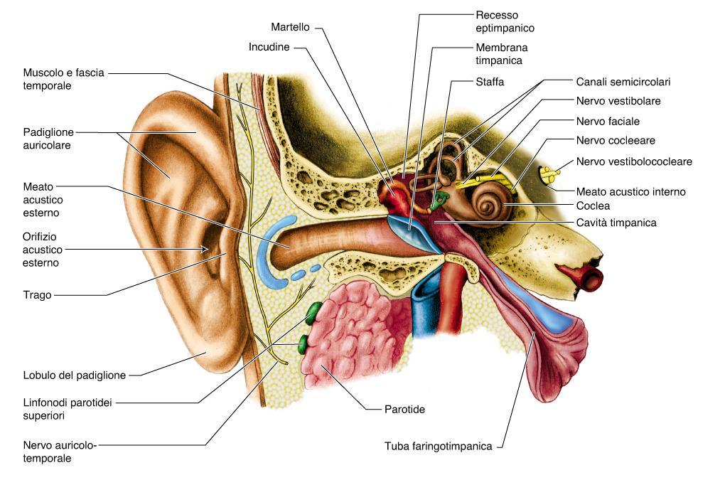 L apparato vestibolare è collocato
