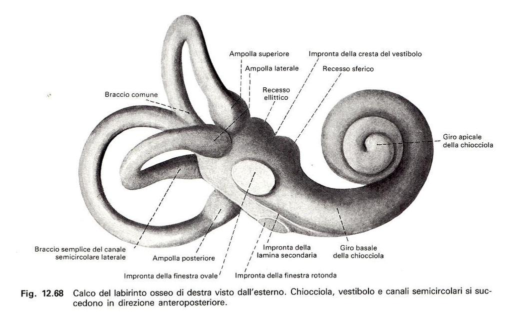 L apparato vestibolare