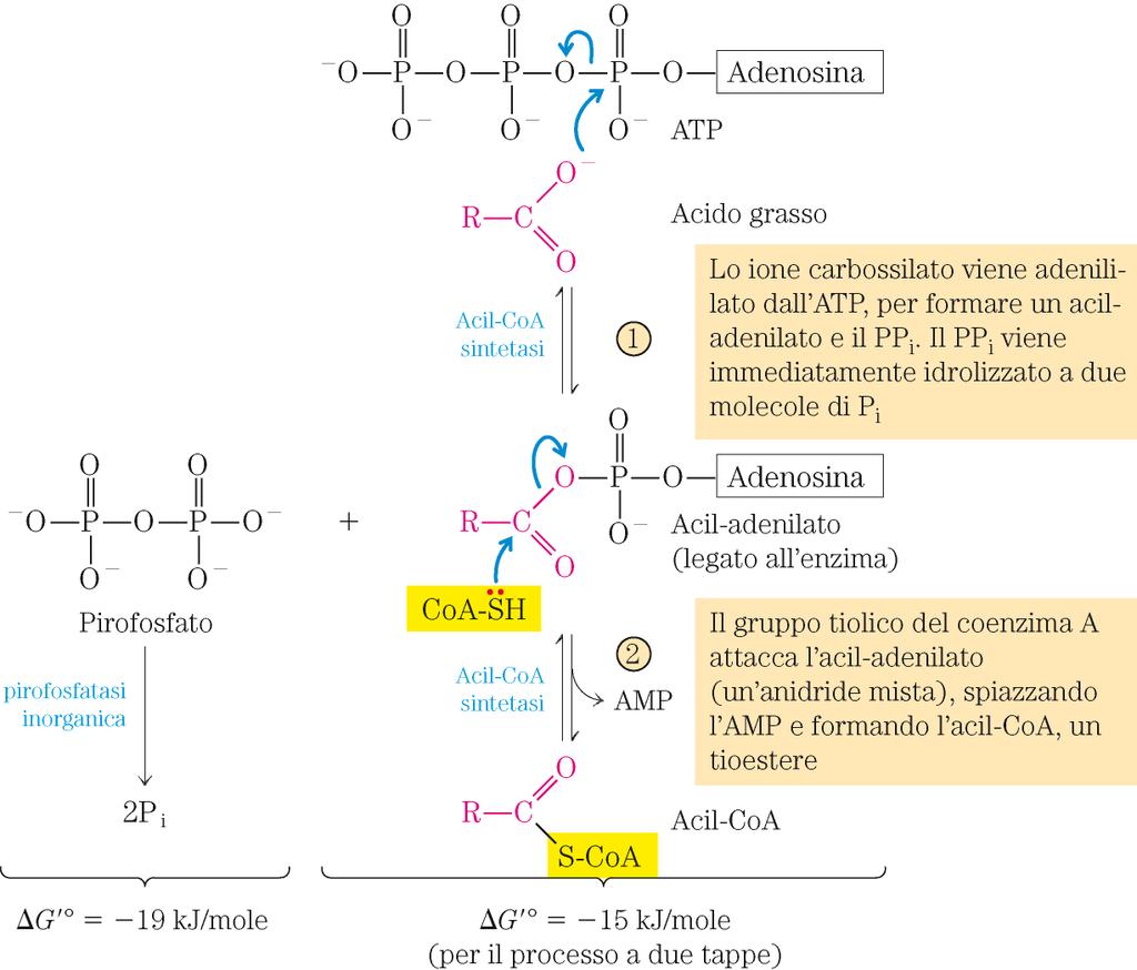 A. Attivazione degli acidi grassi Sistema navetta (shuttle) della carnitina (FFA 14 C) 1.
