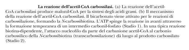 Acetil-CoA carbossilasi Negli