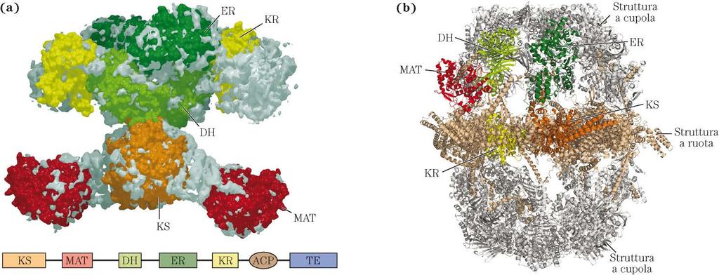 (a) Struttura dell acido grasso sintasi I (FAS I) nei mammiferi Proteina multidominio (singola catena
