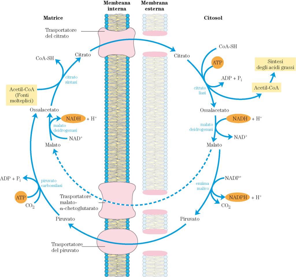 L acetil CoA -viene prodotto nei mitocondri -la m.