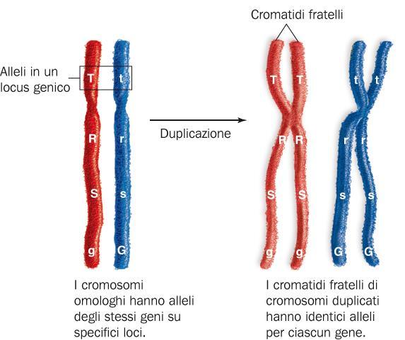 Oggi sappiamo che i «fattori» di Mendel sono gli alleli dei geni Mendel capì che gli organismi ricevevano dei «fattori» dai propri genitori.