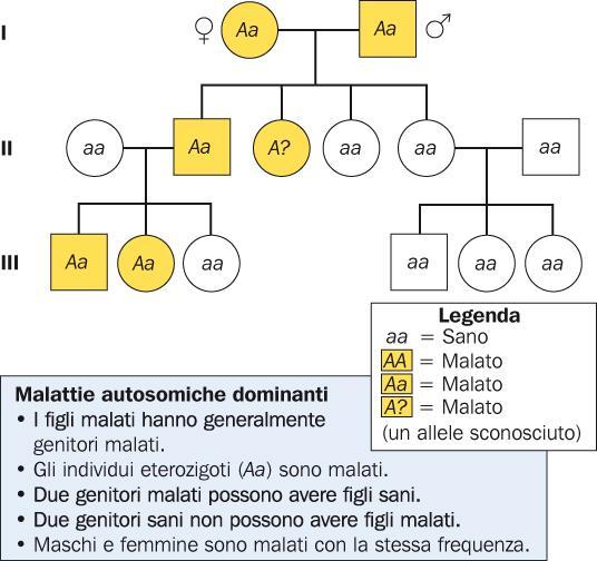 Alcune malattie genetiche dell uomo sono autosomiche dominanti Esempi di malattie