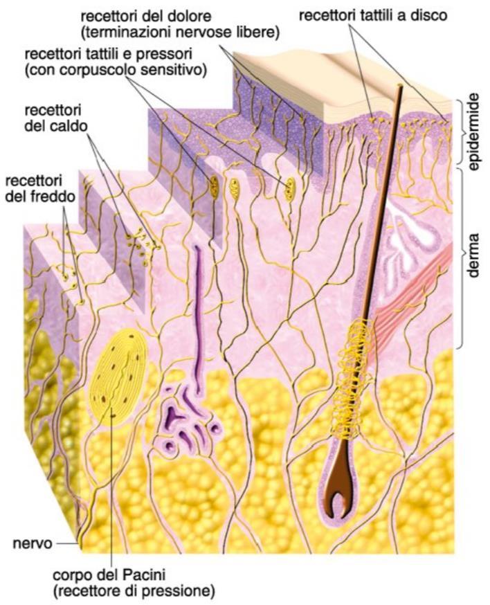 Il tatto e i suoi ricettori Il senso del tatto ci rende capaci di rilevare con molta precisione la presenza di stimoli di diverso tipo che vengono in contatto con la pelle.