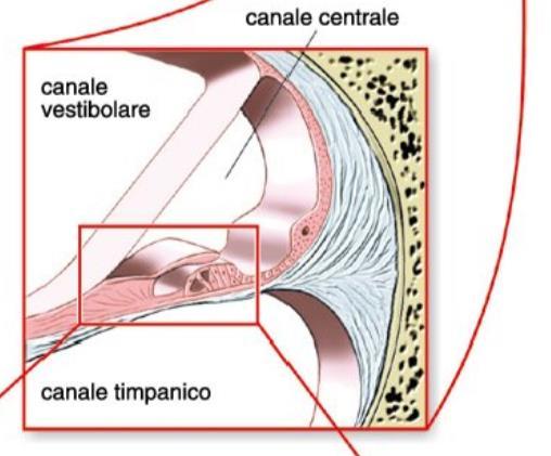 L apparato uditivo L interno della coclea è diviso