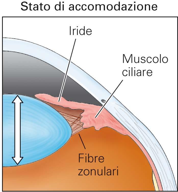 aggiustamenti continui del diametro della pupilla per nitidezza immagine, minimizzare aberrazioni
