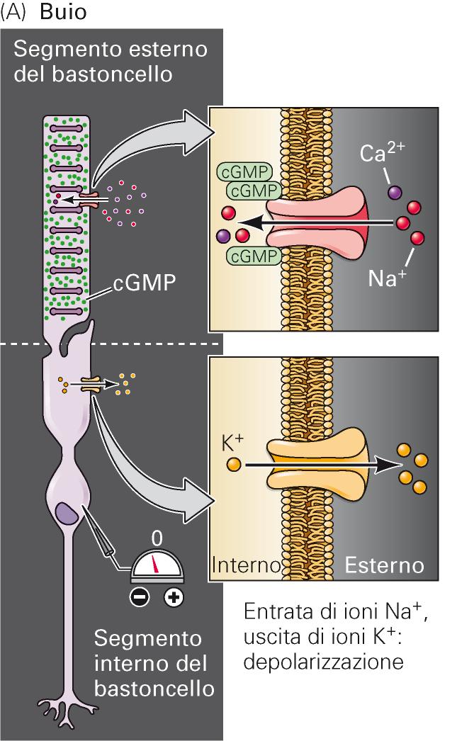 Fototrasduzione Buio Potenziale di membrana al riposo depolarizzato Segmento esterno: - canali ionici ligando dipendente aperti.