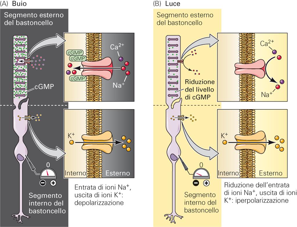 Fototrasduzione Luce Luce induce iperpolarizzazione Segmento esterno: - chiusura canali ionici ligando dipendente.