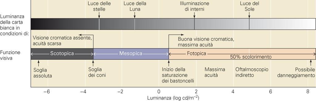 Fotoreccettori Bastoncelli: - bassa risoluzione spaziale - elevata sensibilità a luce: visione scotopica -