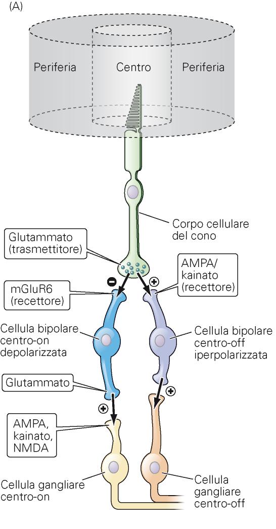 Neuroni centro-on e centro-off: meccanismi molecolari Recettori si iperpolarizzano in presenza stimolo luminoso