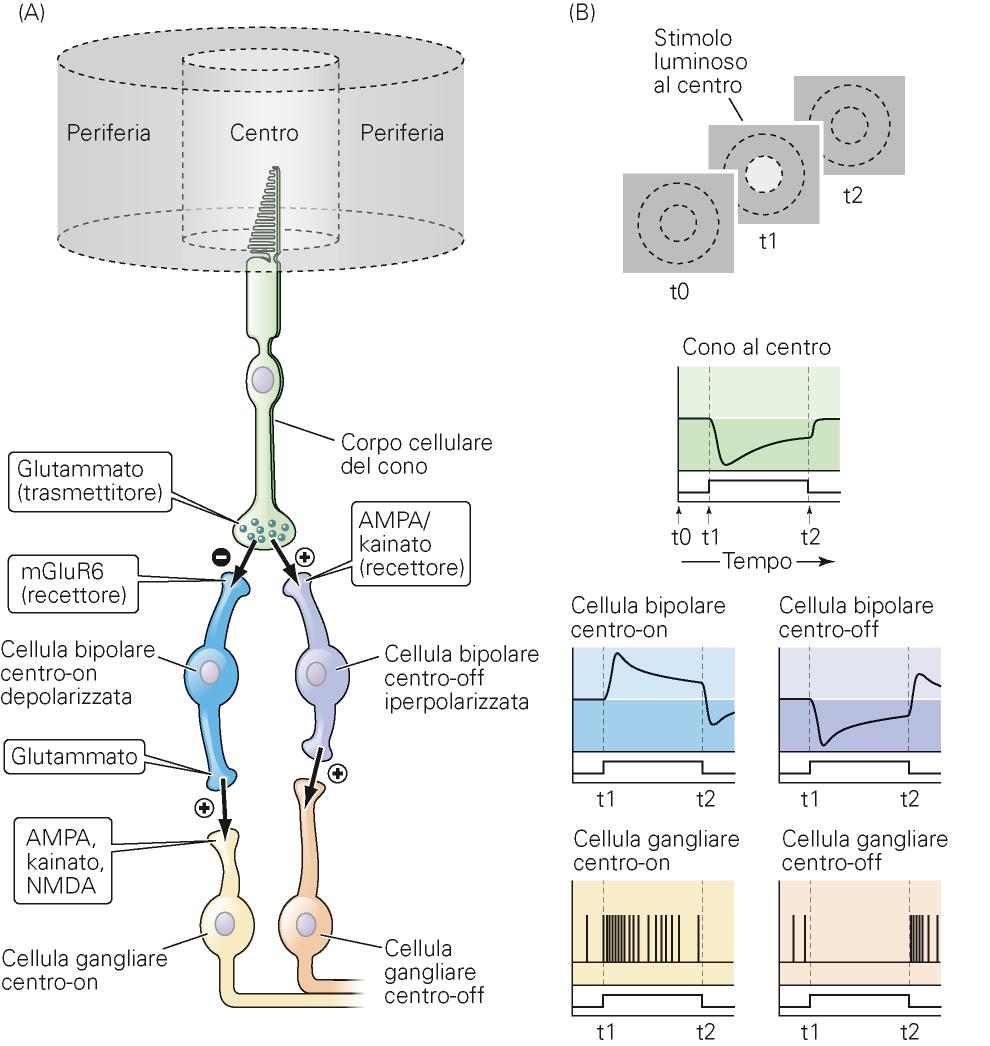 Neuroni centro-on e centro-off: meccanismi molecolari Recettori si
