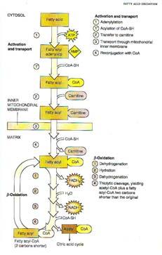 Schema dell ossidazione degli acidi grassi