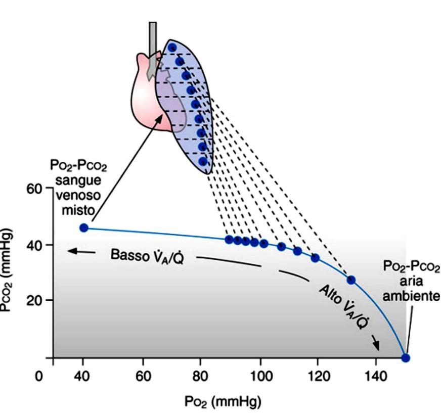 Variazioni di V A /Q lungo il polmone V A /Q