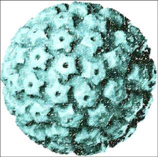 Cos'è l'hpv? Human papillomavirus (Virus del papilloma umano) È un virus molto diffuso e molto contagioso. Può colpire la pelle e le mucose.
