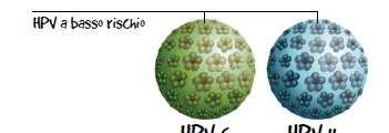 rrggtgtgtg Papillomavirus Sono virus a DNA che si trasmettono prevalentemente attraverso rapporti sessuali
