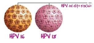 corso della vita con un virus HPV, con un picco attorno ai 25 anni causano il 90% dei condilomi uro-genitali sono