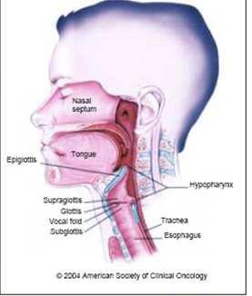 rrggtgtgtg "Tumori della testa e del collo" Originano dalle seguenti sedi anatomiche: Cavità nasali e